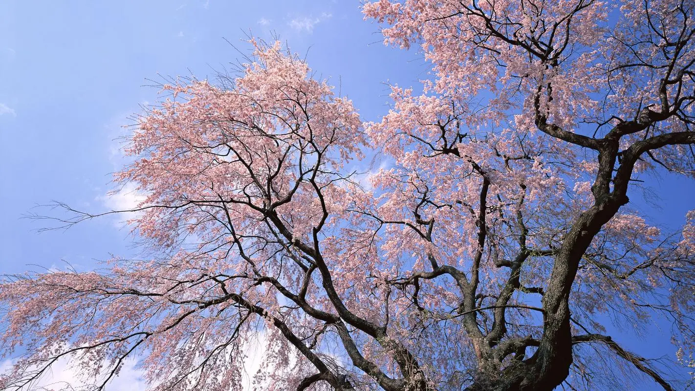 GA黄金甲体育